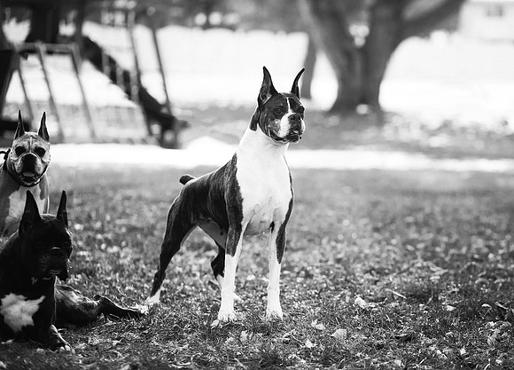 xPuppies 2020-13
