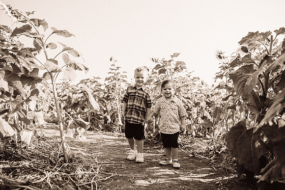 xSunflowers-58