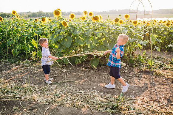 Sunflowers-162