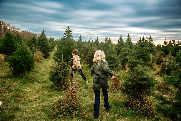 Tree Farm 2024-29