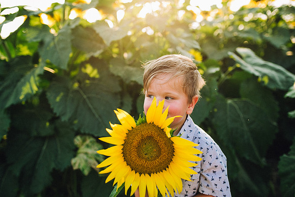 Sunflowers-204