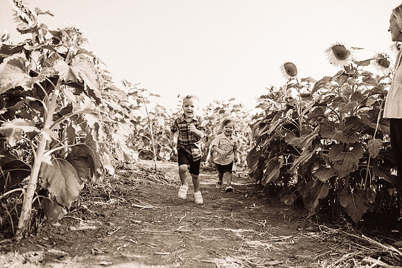 xSunflowers-41