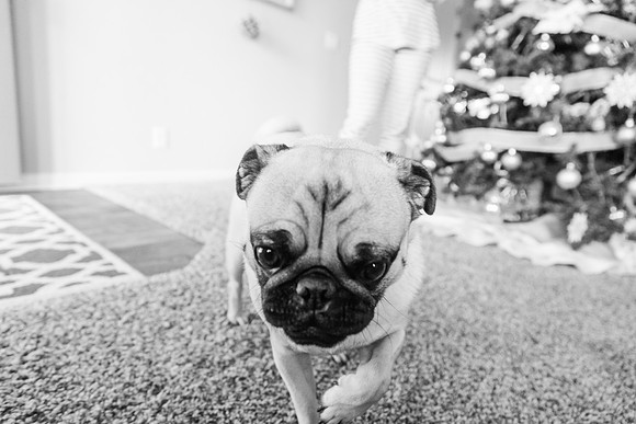 Xmas 2017-438