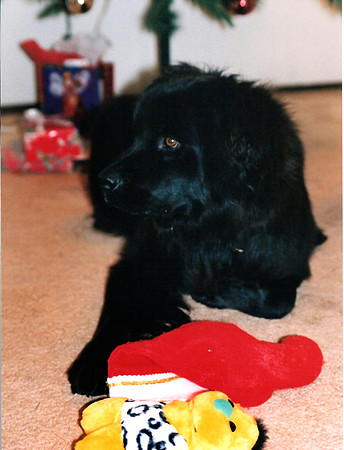 Loki 059