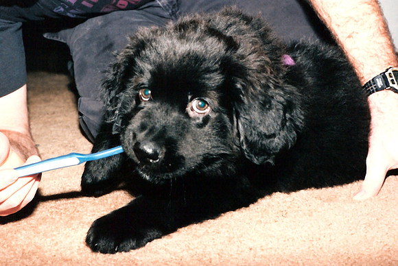 Loki 081