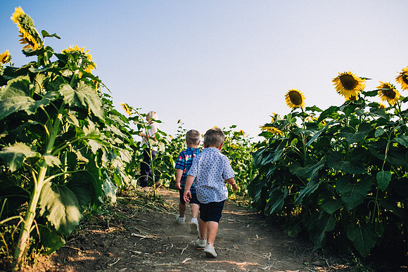 Sunflowers-46