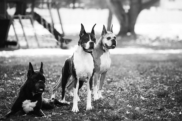 xPuppies 2020-14
