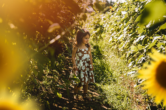 Sunflowers-26