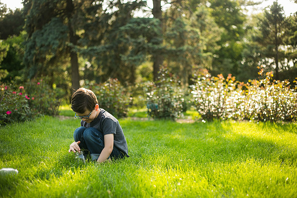 Fireflies 2019-26