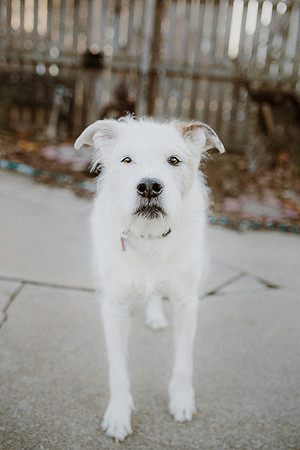 Gus