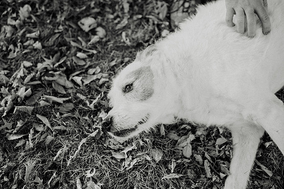 Gus-163