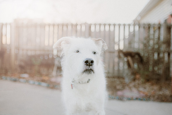 Gus-2