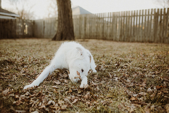 Gus-101