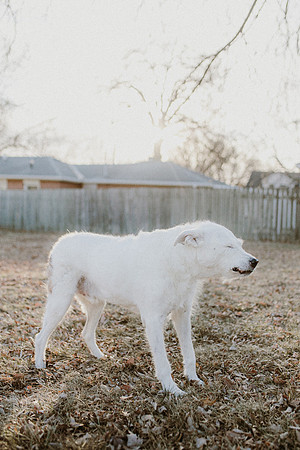 Gus-12