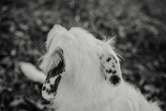 Gus-201