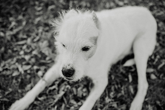 Gus-189
