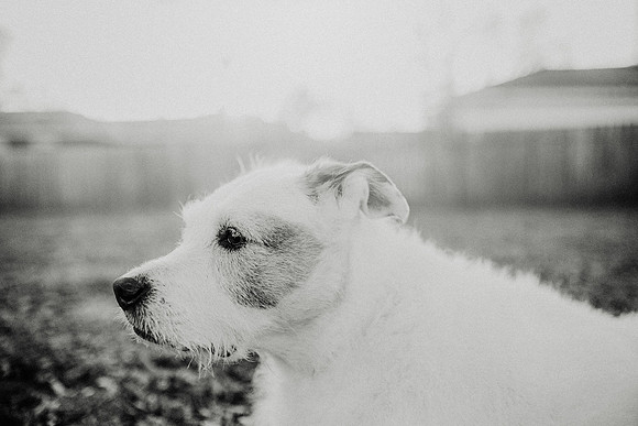 Gus-203