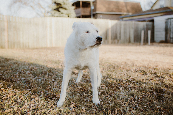 Gus-18