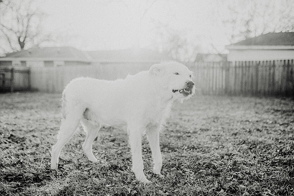 Gus-120