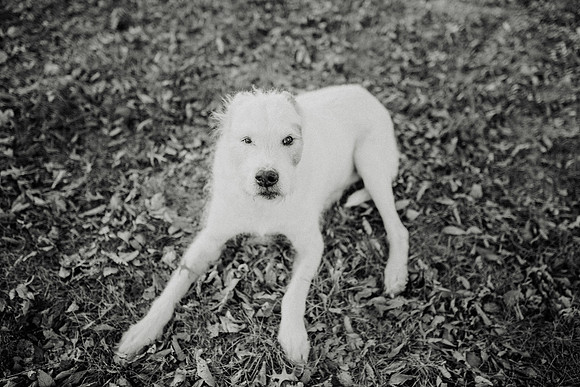 Gus-186