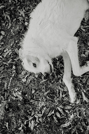Gus-171