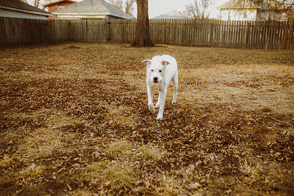 Gus-106