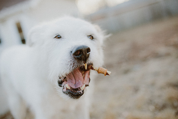 Gus-3