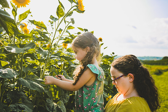 Sunflowers 2021_-44