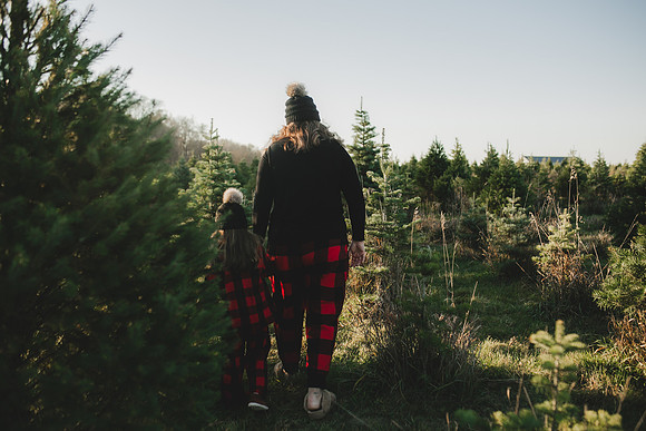 Tree Farm 2023-25