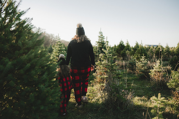 Tree Farm 2023-26
