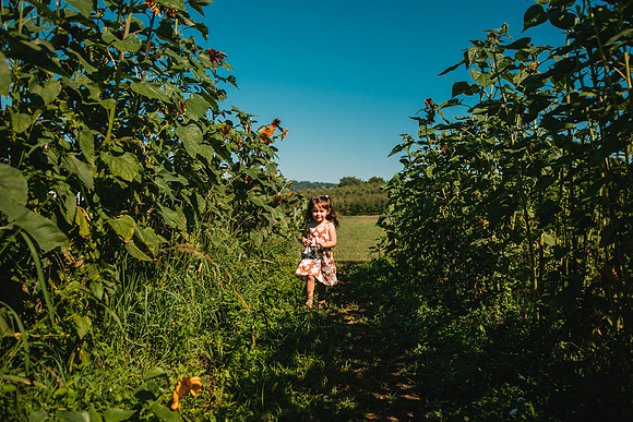 Sunflowers-25