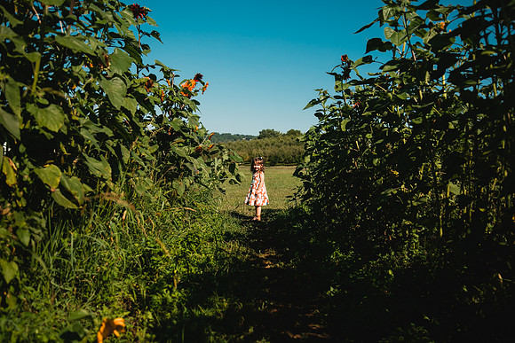 Sunflowers-23