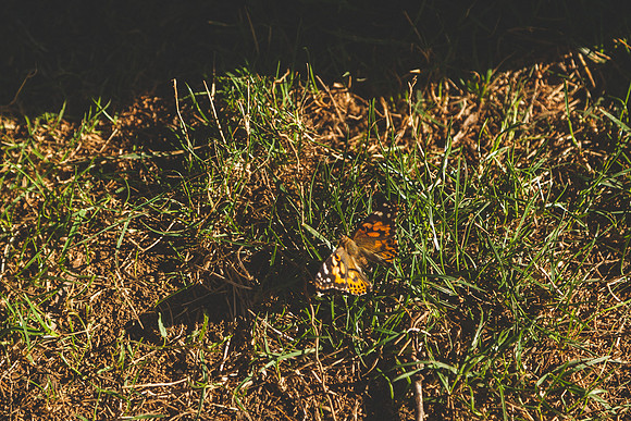 Butterflies-48