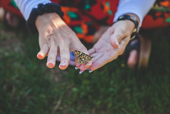 Butterflies-65