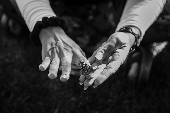Butterflies-251