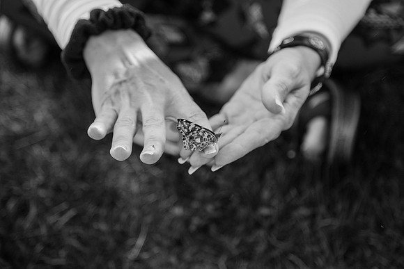Butterflies-252