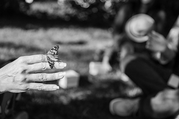 Butterflies-283
