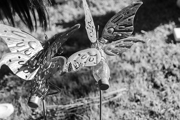 Butterflies-319