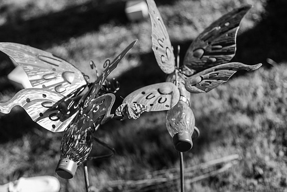 Butterflies-320