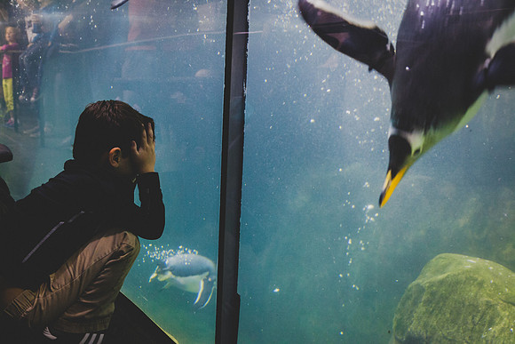 Zoo 2017-87