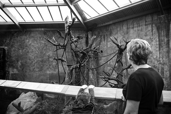 Zoo 2017-299