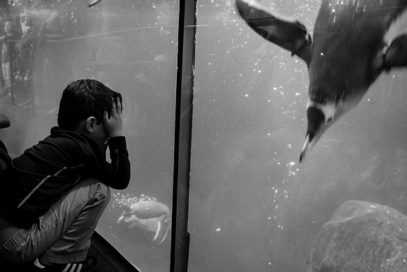 Zoo 2017-321