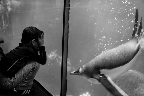 Zoo 2017-322