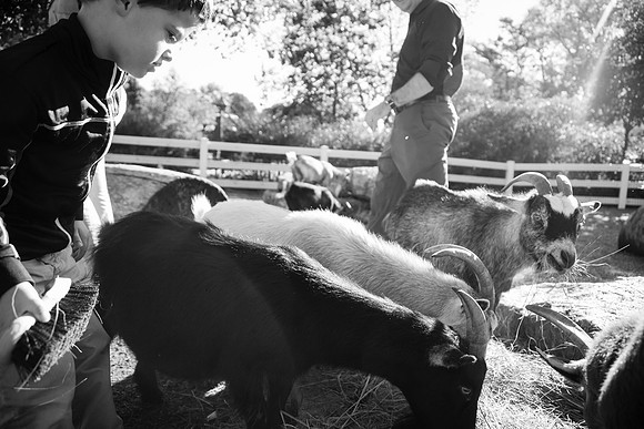 Zoo 2017-377