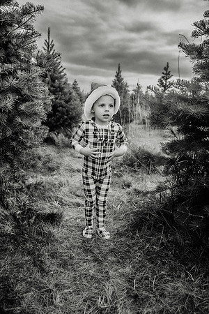 xTree Farm 2024-44