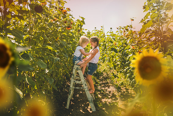 Sunflowers-49A