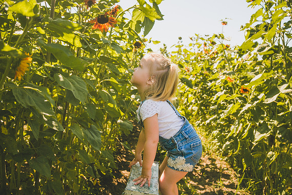 Sunflowers-35