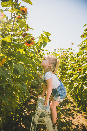 Sunflowers-37