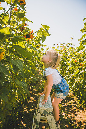 Sunflowers-36
