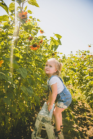 Sunflowers-38